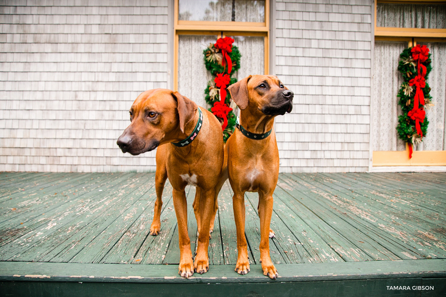 TJekyll Island Christmas Photo Session_Coastal Georgia_St SImons Island_by Tamara Gibson Photography_0004