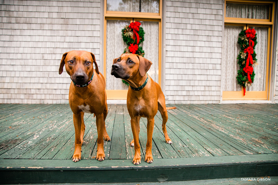 TJekyll Island Christmas Photo Session_Coastal Georgia_St SImons Island_by Tamara Gibson Photography_0005