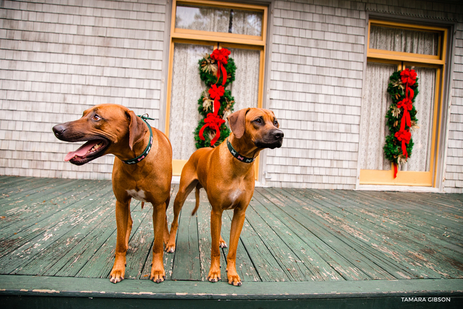 TJekyll Island Christmas Photo Session_Coastal Georgia_St SImons Island_by Tamara Gibson Photography_0006