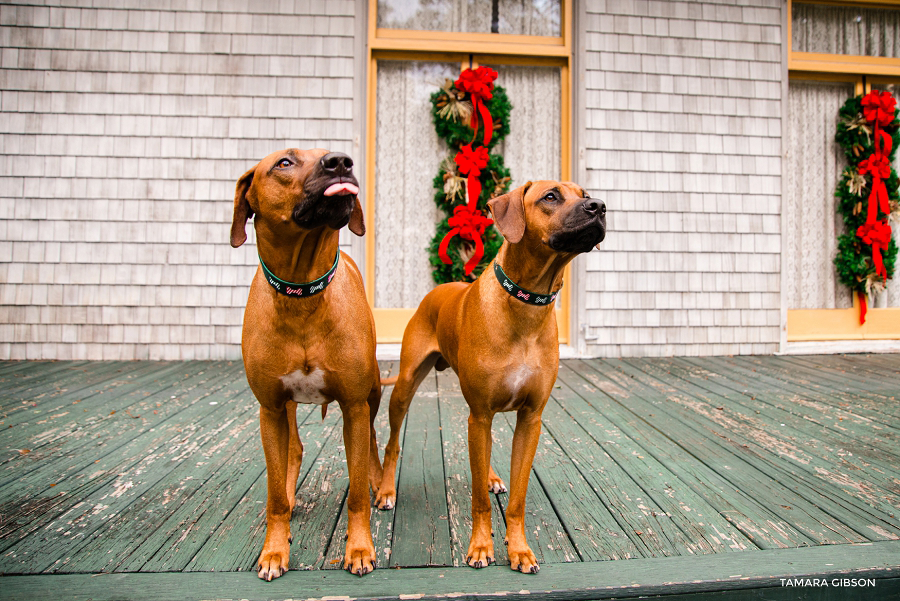 TJekyll Island Christmas Photo Session_Coastal Georgia_St SImons Island_by Tamara Gibson Photography_0007