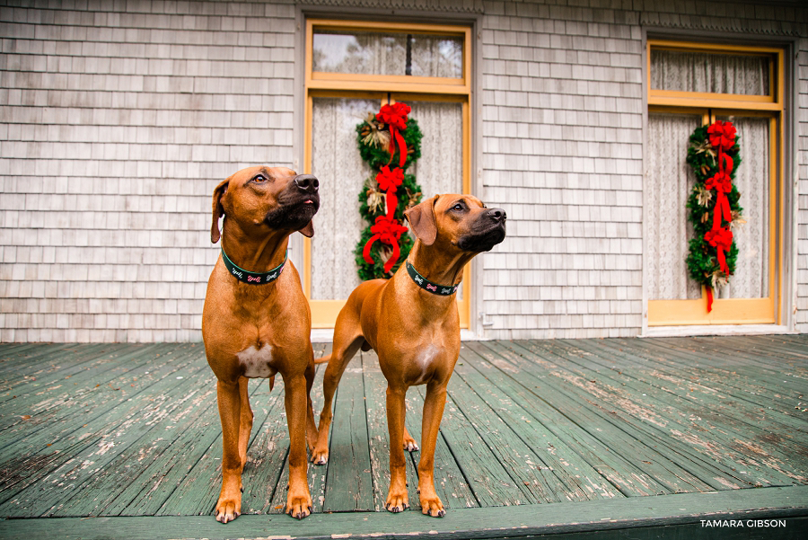 TJekyll Island Christmas Photo Session_Coastal Georgia_St SImons Island_by Tamara Gibson Photography_0008